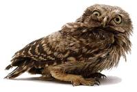 yowindell-owly.jpg