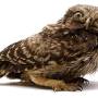 yowindell-owly.jpg